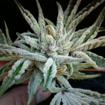 Buddha Tahoe OG Kush (Cali Connection Seeds) Cannabis Seeds