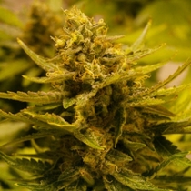 CBD OG (Cali Connection Seeds) Cannabis Seeds