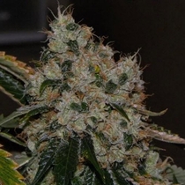 Chem 91 (Cali Connection Seeds) Cannabis Seeds