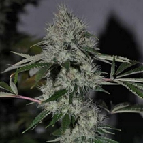 Chem4 OG (Cali Connection Seeds) Cannabis Seeds