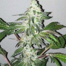 Girl Scout Cookies (Cali Connection Seeds) Cannabis Seeds