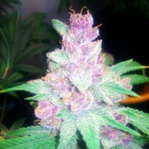 Grape Kush (Cali Connection Seeds) Cannabis Seeds