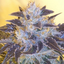 Grape OG (Cali Connection Seeds) Cannabis Seeds