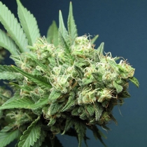 Green Crack (Cali Connection Seeds) Cannabis Seeds