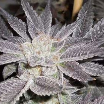LA Affie (Cali Connection Seeds) Cannabis Seeds