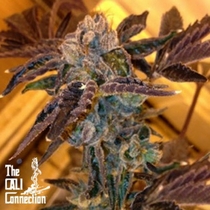LA Cookies (The Cali Connection) Cannabis Seeds