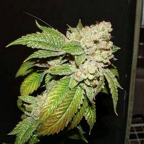 Larry OG Kush (Cali Connection Seeds) Cannabis Seeds