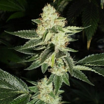 Louis XIII OG (Cali Connection Seeds) Cannabis Seeds