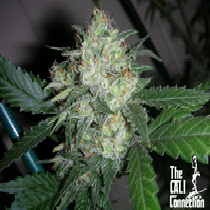 OGiesel (Cali Connection Seeds) Cannabis Seeds