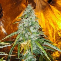 Original Sour Diesel (Cali Connection Seeds) Cannabis Seeds