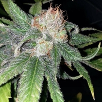 Purple Crack (Cali Connection Seeds) Cannabis Seeds