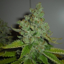 SFV OG Kush (Cali Connection Seeds) Cannabis Seeds