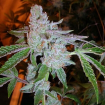 Tahoe OG Kush (Cali Connection Seeds) Cannabis Seeds