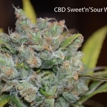 CBD Sweet N Sour Widow (CBD Crew Seeds) Cannabis Seeds