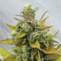 Easy Rider (Ceres Seeds) Cannabis Seeds