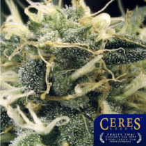 Fruity Thai (Ceres Seeds) Cannabis Seeds