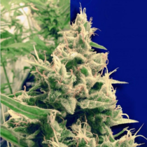 Hollands Hope (Ceres Seeds) Cannabis Seeds