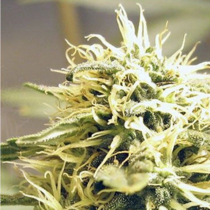 Kush (Ceres Seeds) Cannabis Seeds
