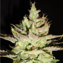 Northern Lights x Skunk #1 (Ceres Seeds) Cannabis Seeds