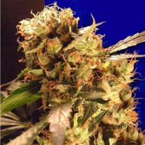 Orange Bud (Ceres Seeds) Cannabis Seeds