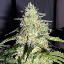 Skunk (Ceres Seeds) Cannabis Seeds