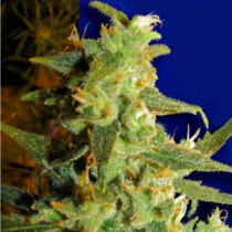 Skunk Haze (Ceres Seeds) Cannabis Seeds