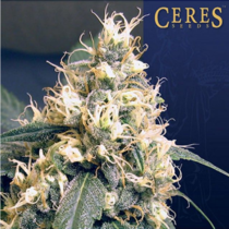 Skunk (Ceres Seeds) Cannabis Seeds