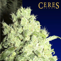 White Indica (Ceres Seeds) Cannabis Seeds
