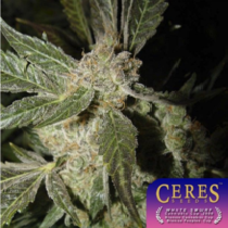 White Panther (Ceres Seeds) Cannabis Seeds