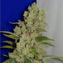 White Widow (Ceres Seeds) Cannabis Seeds