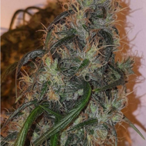 Australian Dead Head (Connoisseur Genetics Seeds) Cannabis Seeds
