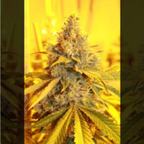 Cheese Dog Haze (Connoisseur Genetics) Cannabis Seeds