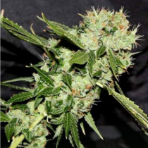 Cheese n Chaze (Connoisseur Genetics Seeds) Cannabis Seeds