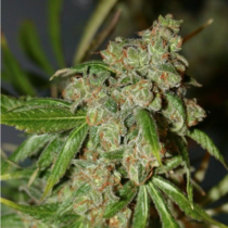 Cheese n Chong (Connoisseur Genetics Seeds) Cannabis Seeds
