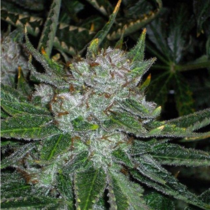 Chemy Jones (Connoisseur Genetics Seeds) Cannabis Seeds