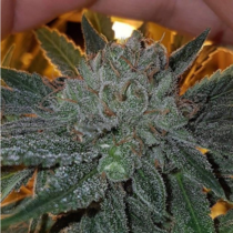 Dead Chem Head (Connoisseur Genetics Seeds) Cannabis Seeds