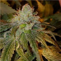 Dogshit Dead Head Haze (Connoisseur Genetics Seeds) Cannabis Seeds