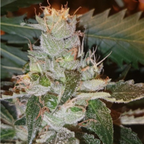 Double Strawberry Diesel Jones (Connoisseur Genetics Seeds) Cannabis Seeds