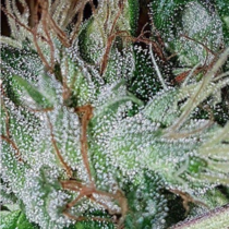 Dutchie Jones (Connoisseur Genetics Seeds) Cannabis Seeds