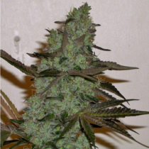 Girl Scout Haze Cookies (Connoisseur Genetics Seeds) Cannabis Seeds