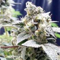 Girl Scout Jones (Connoisseur Genetics) Cannabis Seeds