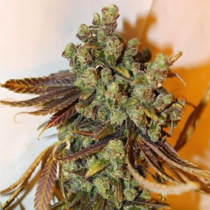 Grateful Casey Jones (Connoisseur Genetics Seeds) Cannabis Seeds