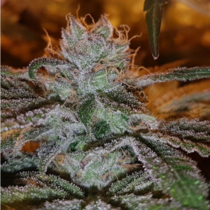 Grateful Casey Jones Mix pack (Connoisseur Genetics Seeds) Cannabis Seeds