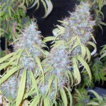 Haze Freak (Connoisseur Genetics) Cannabis Seeds