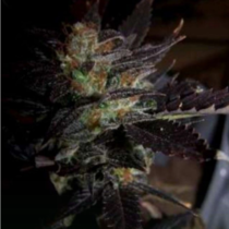 Hippy Private Stash (Connoisseur Genetics Seeds) Cannabis Seeds