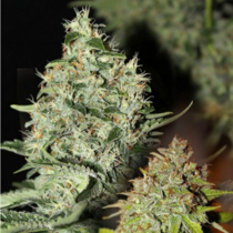 Labrador (Connoisseur Genetics Seeds) Cannabis Seeds