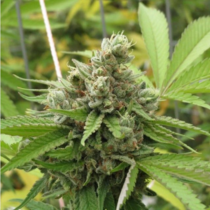 Lem Chem Cookies (Connoisseur Genetics) Cannabis Seeds