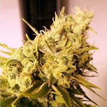 Lemon & Lime Jones (Connoisseur Genetics Seeds) Cannabis Seeds