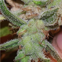 Mango N Cheese (Connoisseur Genetics Seeds) Cannabis Seeds