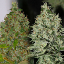 OG Jones (Connoisseur Genetics Seeds) Cannabis Seeds
